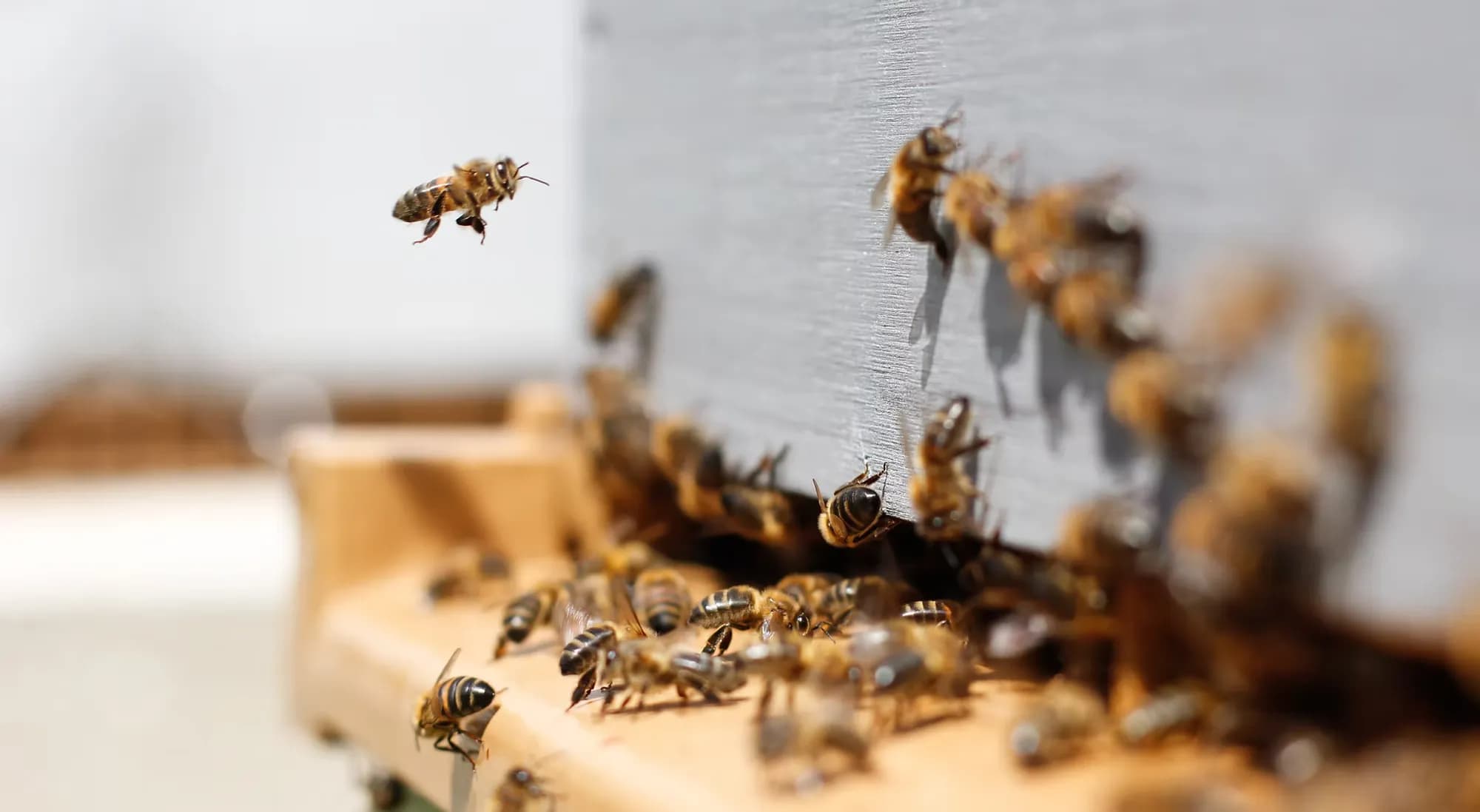 Des abeilles sur la planche d’envol, à l’entrée d’une ruche.