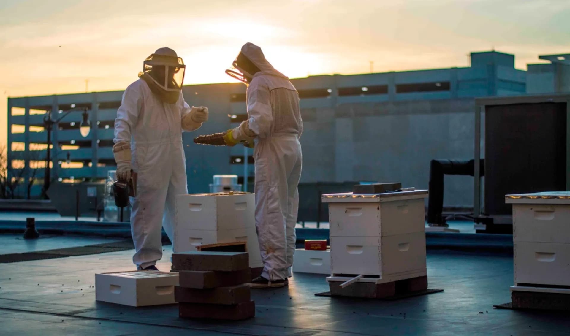 Deux apiculteurs inspectent des ruches installées sur le toit d’un bâtiment, au coucher du soleil.